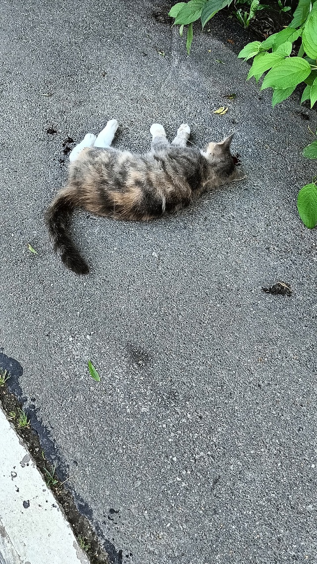 Сбили кота!!!❗❗❗❗❗❗❗❗ Пока жив, доставлен в ветлайф...