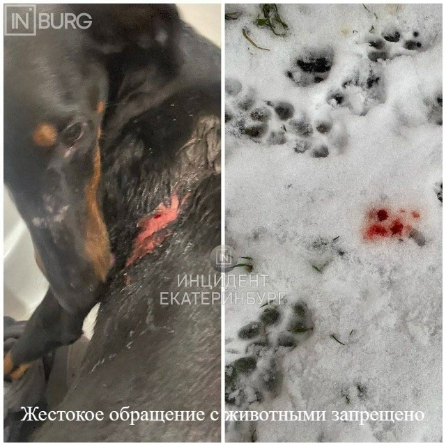 В Екатеринбурге соседи спасли собаку от жестокого хоз?...