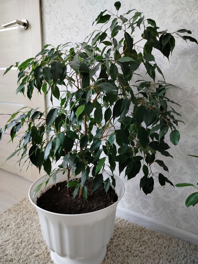 Продам комнатные цветы 89058168625