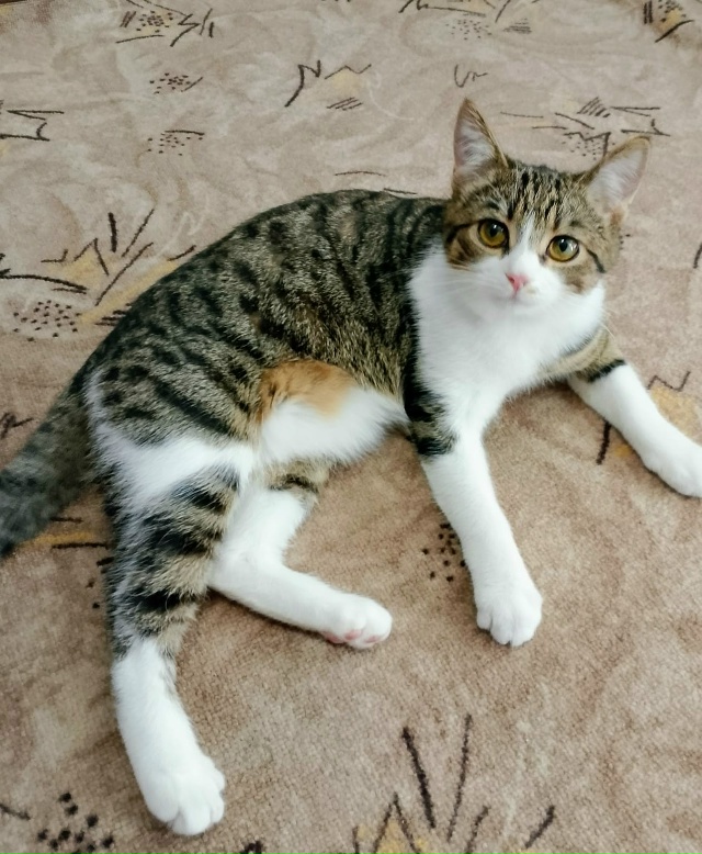 Отдадим кошечку в добрые руки ,бесплатно,игривая,приуч...