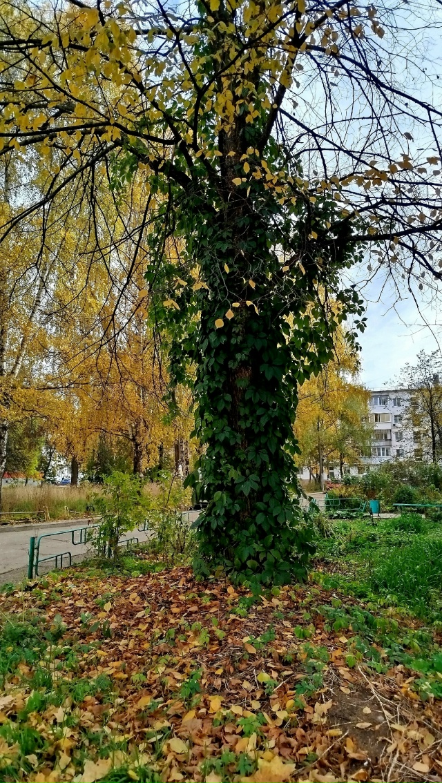 В городских дворах🍂🍁🍂
Автор: Светлана Льдокова