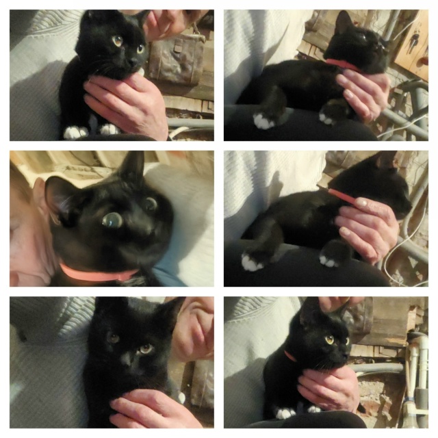 Ура! Наш Уголёк дома. Спасибо и всем огромная благодар?...