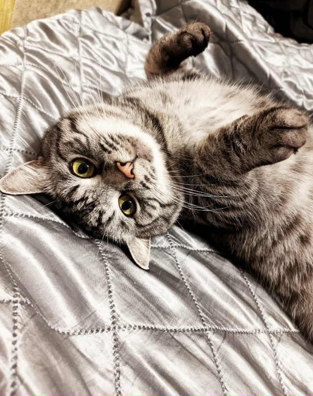 Фаня (Фантик) и Моня ( забирали котенышем как Монику, ок?...