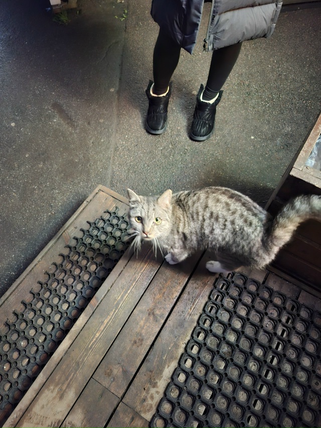 Потеряшка?))) Бегает и кричит на Петергофской 6/1🥺
#фото...