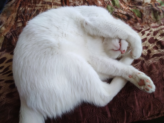 Симба. Спят усталые игрушки😴