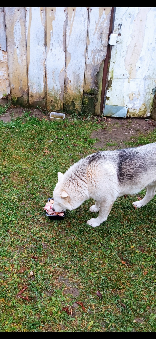 Срочно!!!В Верхнеднепровском пропал кобель маламут по ...