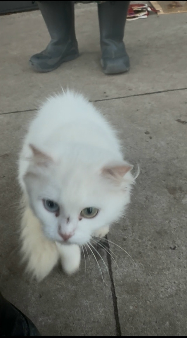 Здравствуйте
Отдам в добрые ручки кошечку с разным цв?...