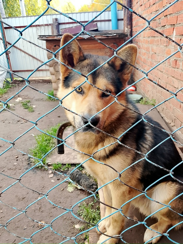 Потерялся кобель на притыке кличка Мишка . Просьба кто...