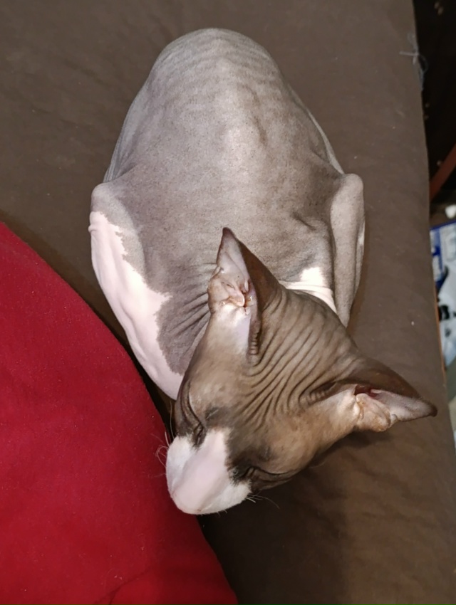 У меня дома живёт яйцо.
Как бы вы назвали его? Мне кажет...