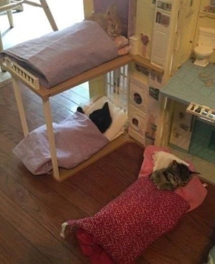 тсс, у котят тихий час
лайкать можно, но тихонечко