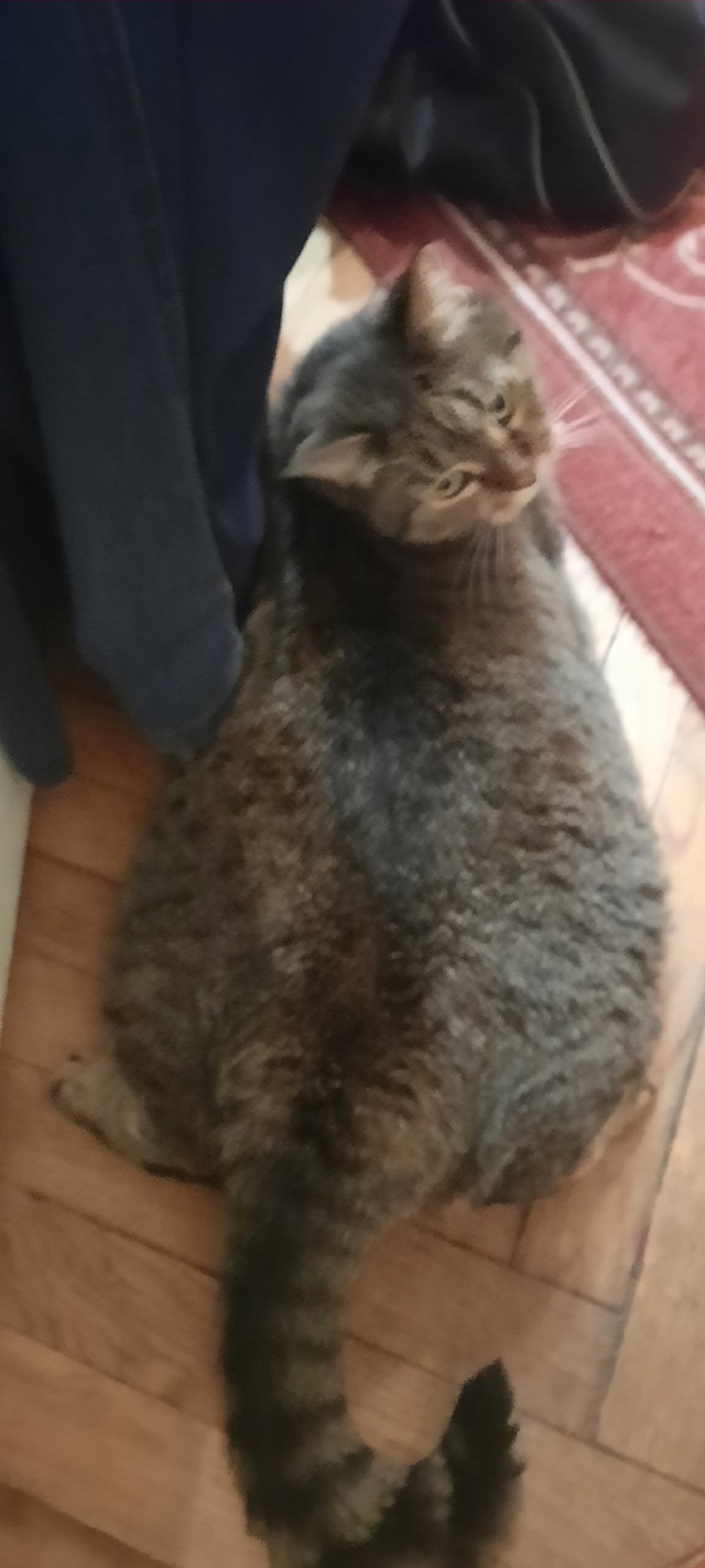 Машу расплющило...😼