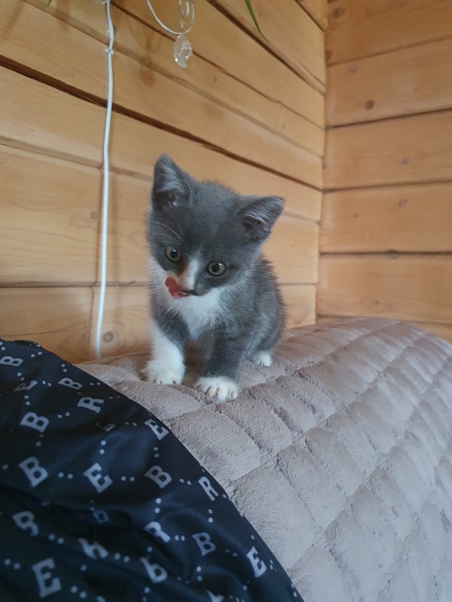 Котейка ищет дом в Можайске🐱🐈
Малыш спасён с улицы, п...