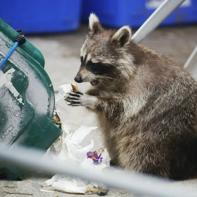 Городские еноты стали меньше бояться людей и постепен?...