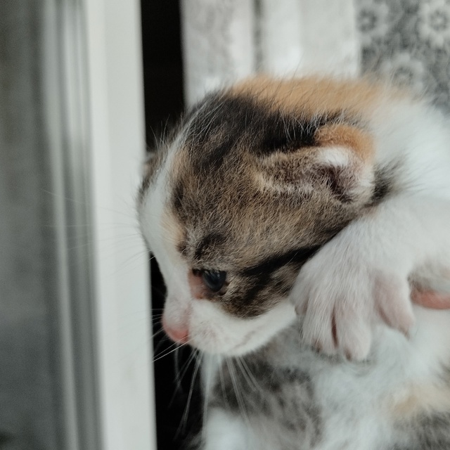 Помогите пристроить кошку и трёх котят.Кошка бездомна?...