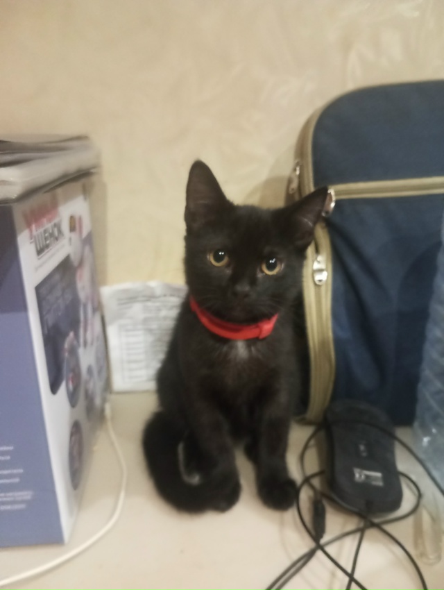 Подобрали котенка, может его узнает хозяин? Может нуже?...