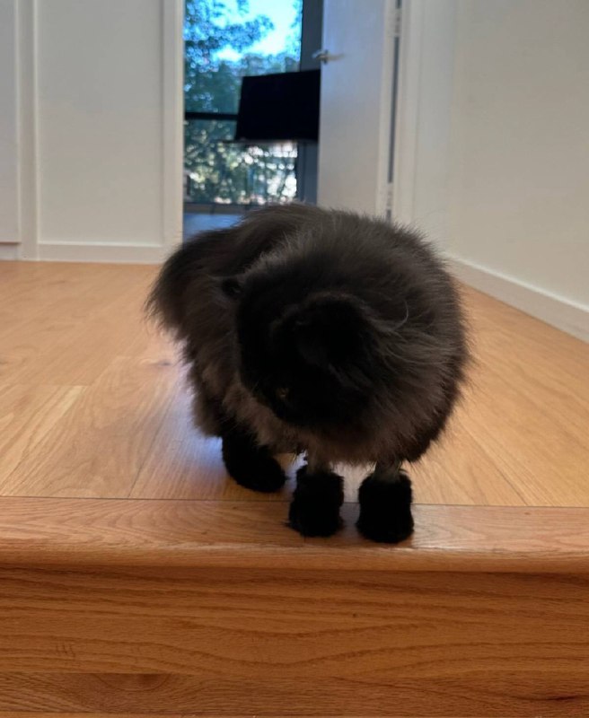 Кот в сапогах