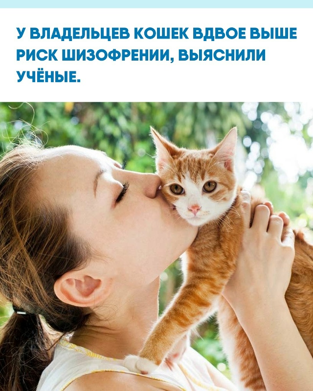 Учёные установили связь между содержанием кошек и пов?...