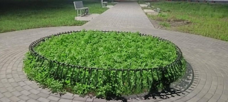 Жители Бийска пожаловались на конопляную клумбу в центре города.
В мэрии ответили, что это может б