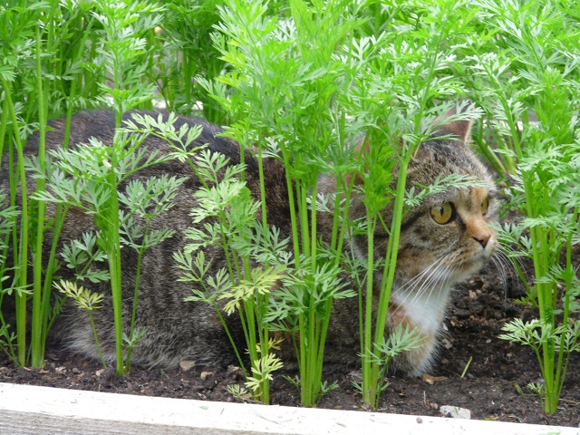 Зина и морковь