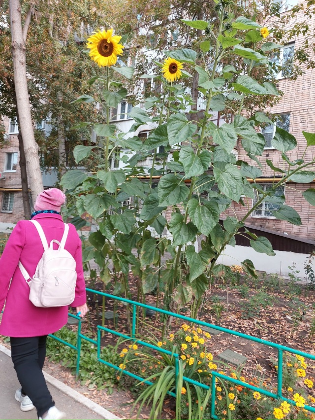 Давайте сажать подсолнухи ? ? ? Это необыкновенно ...