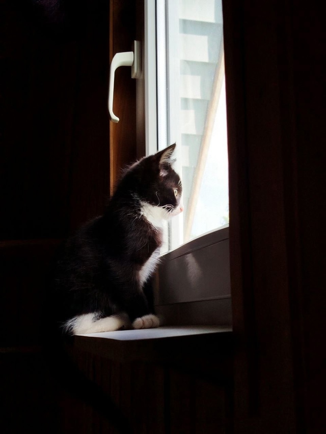 Отдаем в самые добрые руки. Котенка забрали из семьи, г?...