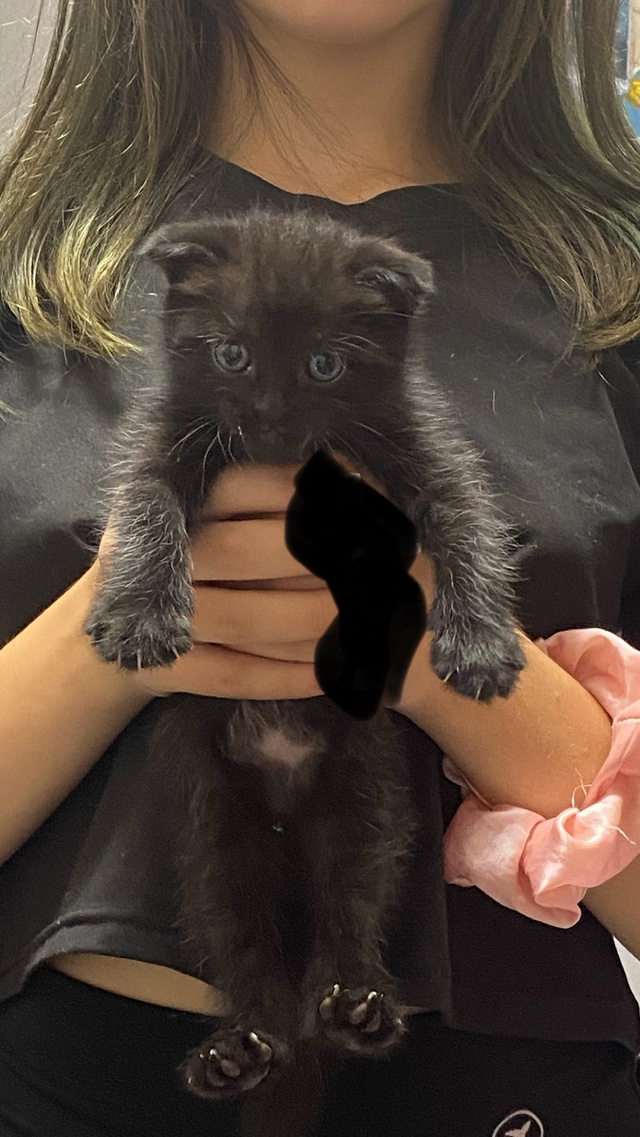 Вислоухий котёнок, может кому нужно?
Ребёнок с улице пр...