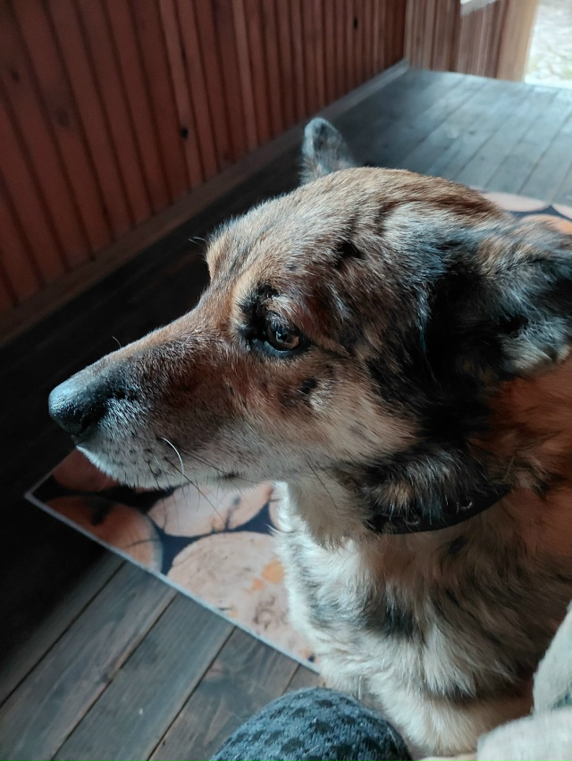 Потерялся пес, рыжеватый, уши чёрные, среднего размера,...