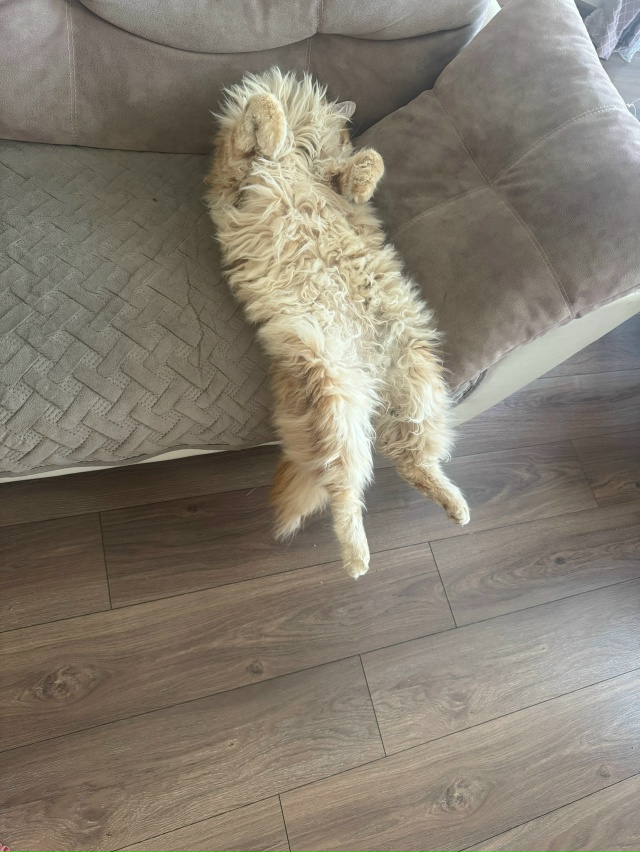 Мой младший сынок Астик