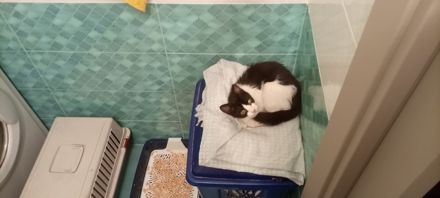 Срочно нужен дом котенку из Санкт-Петербурга!
Мальчи?...