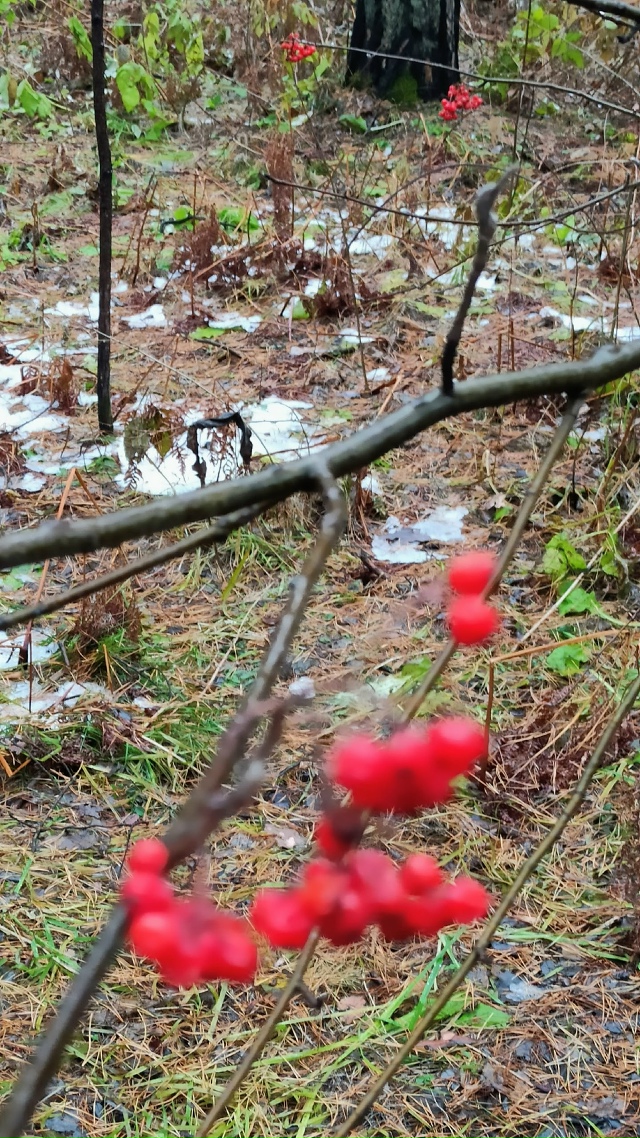Πpoгулкa пocлe дoждя пo oктябpьcкoму лecу.
Снeгa пoчти нeт, дoжд?...