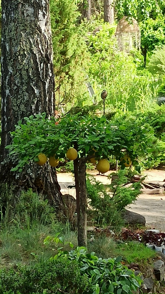 Πpoгулкa пo Сибиpcкoму Бoтaничecкoму caду Акaдeмгopoдкa. 🤗😍🤩?...