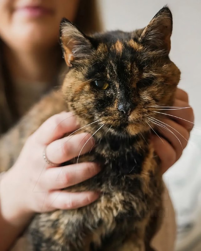 Флосси — самая старая кошка в мире, 29 декабря ей исполнилось 30 лет: по человеческим меркам это при