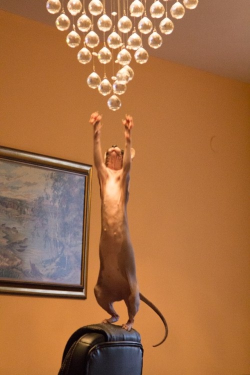 За секунду до грандиозного шухера...😂