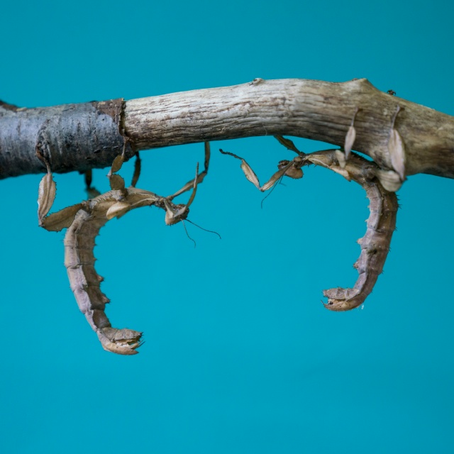 🦋 ЗАВТРА ОТКРЫТИЕ выставки «Чудеса Тропиков и Живые Б...