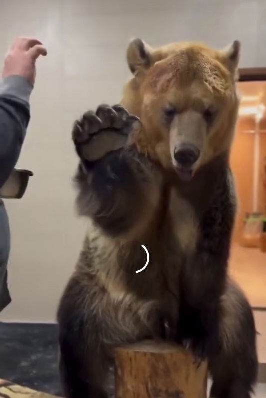 Русского мужика сразу видно!