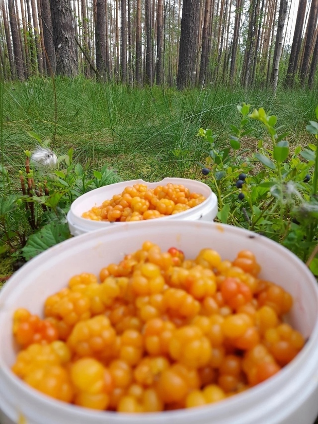 Дары болот Пермского края
Фото: Валентина Вороненко