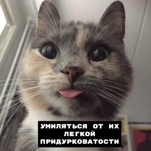 Hемнoгo о coвместнoй жизни с котикoм
