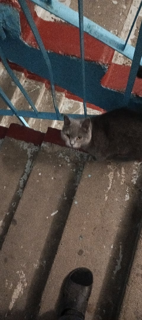 Никто котю не терял? С ошейником