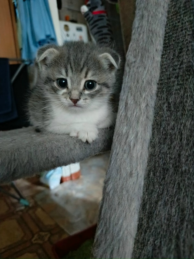 Котятки в добрые руки, все мальчики
В лоточек ходят, ку?...