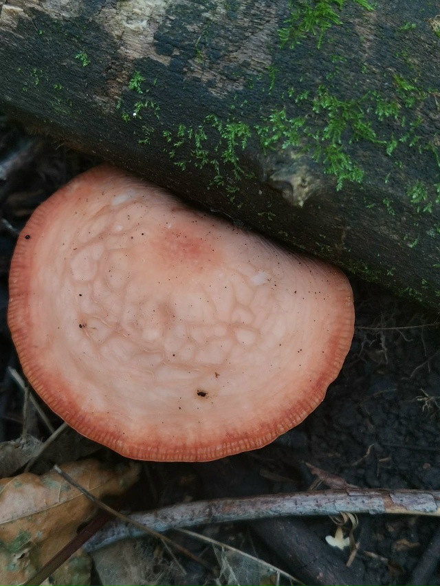 В Жигулевском заповеднике обнаружен новый вид редкого...