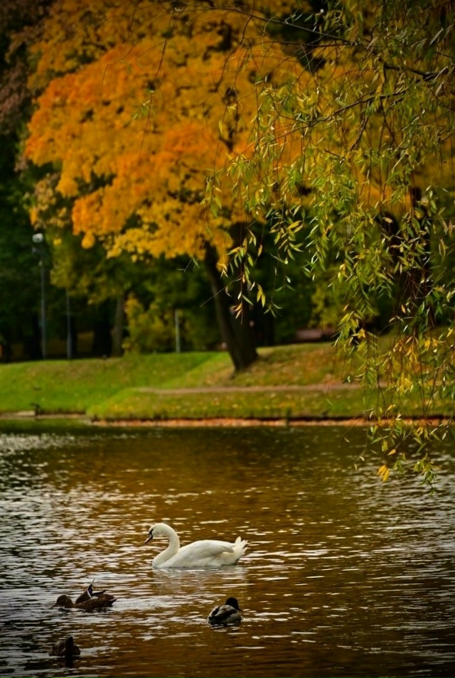 Осень в Екатерининском парке 🍁
Фото: Алексей Хусаин?...