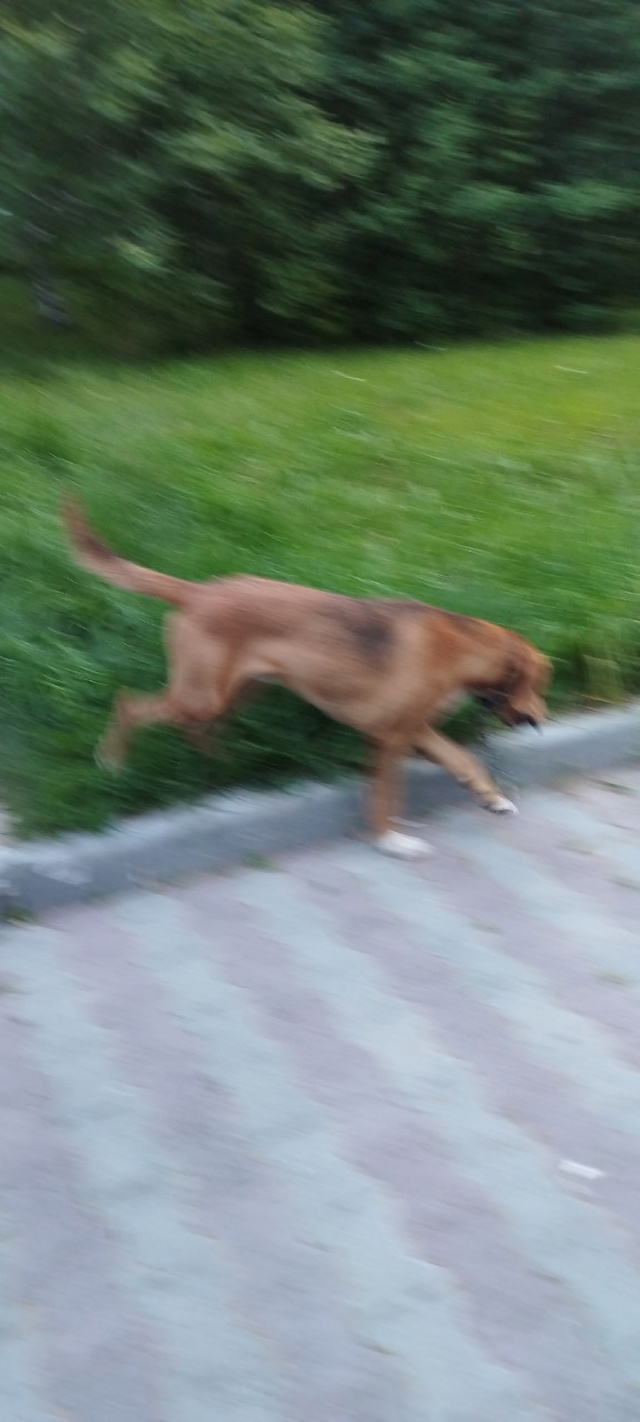 Пёсик бегает по аллее на Строителей, Энергетиков.