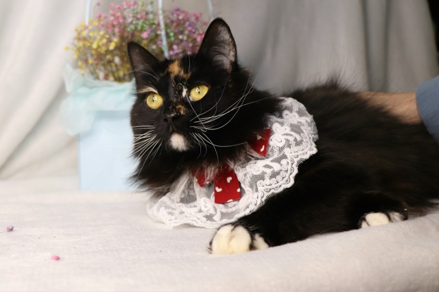 Очаровательная трехцветка Лола ищет дом?
Контактная...