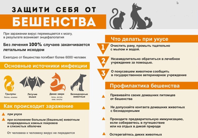 Бешенством заразились 19 домашних котов и собак
За перв...