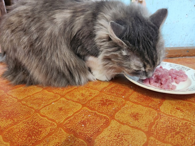 Тиша: А вы любите куриное филе?😊😊😊