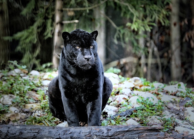 Зима на пороге, а в подмосковном Сафари‑парке — ни нам...