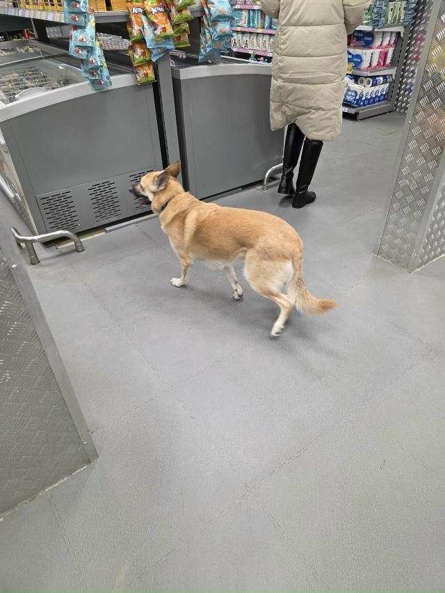 Чей пес. В верном .заберите пожалуйста