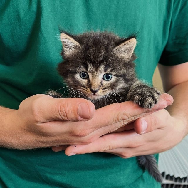 Отдадим котят в добрые руки
4 котенка - 3 девочки и 1 мал?...