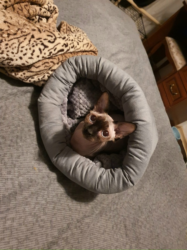 Кошка в гандошке🤌 преобрели на зиму Ушану мешок, что б...