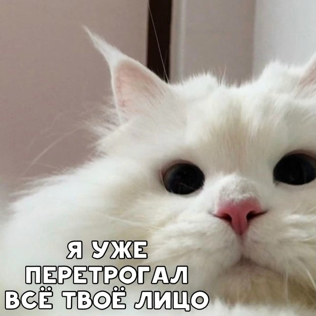 Просыпайся и покорми котика!